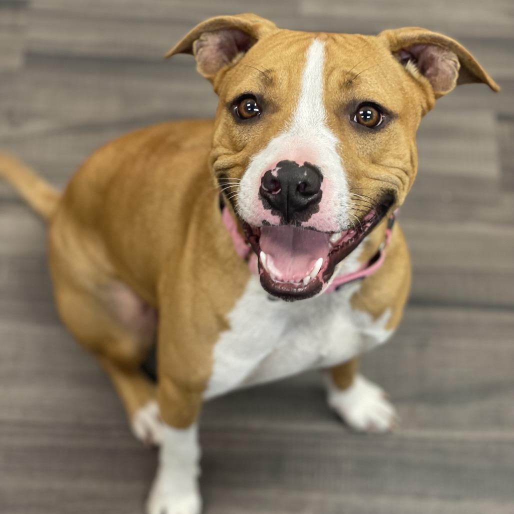 Enlarge Buster, a Adoptable Mixed Breed in Sarasota, FL image 6/6