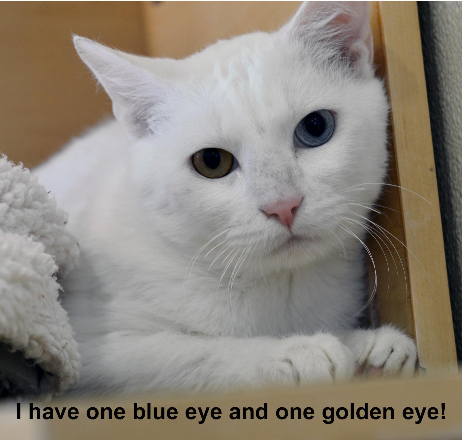 Enlarge KIX , a ADOPTABLE Domestic Short Hair in San Clemente, CA image 2/2