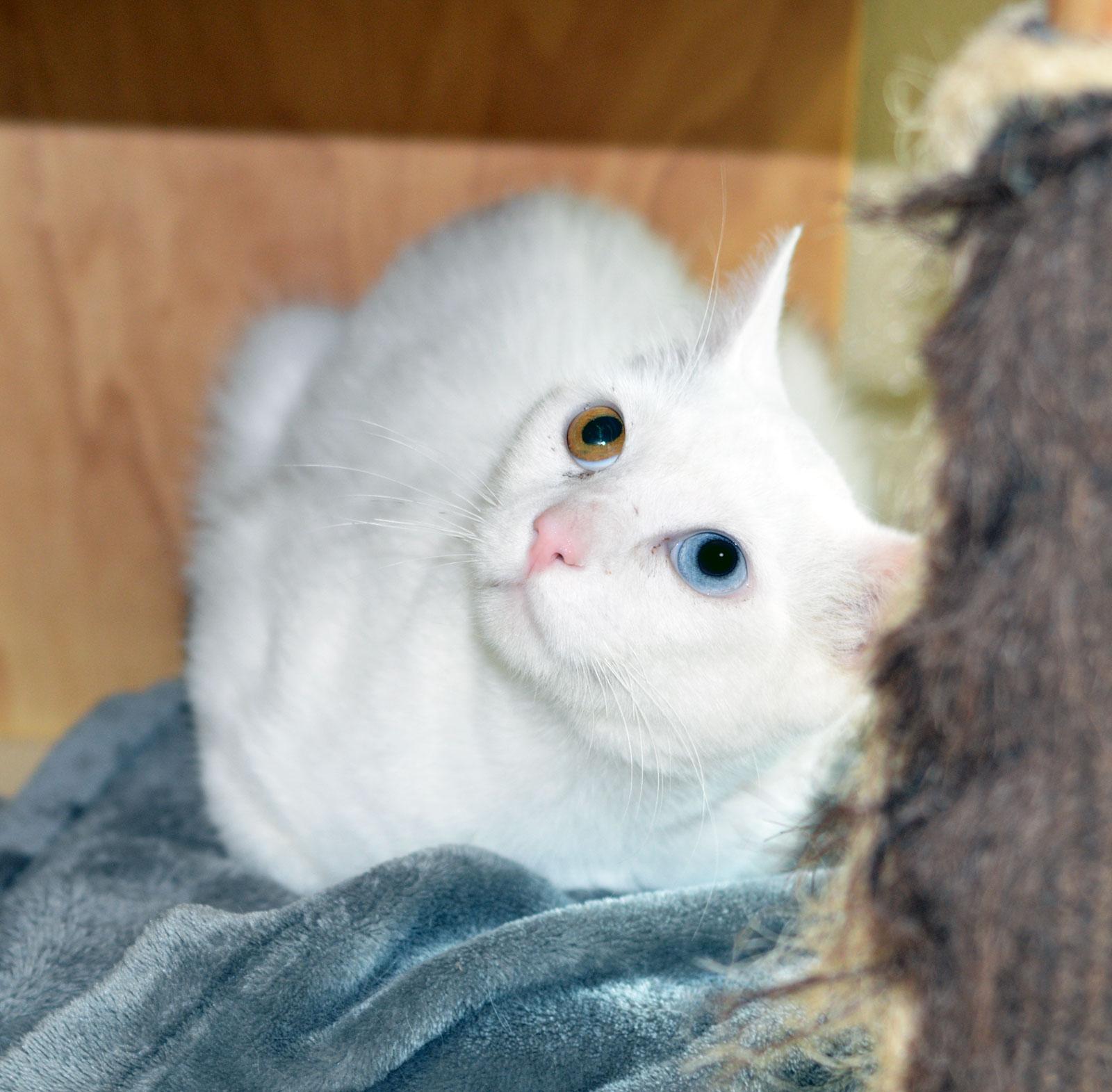 Enlarge KIX , a ADOPTABLE Domestic Short Hair in San Clemente, CA image 1/2