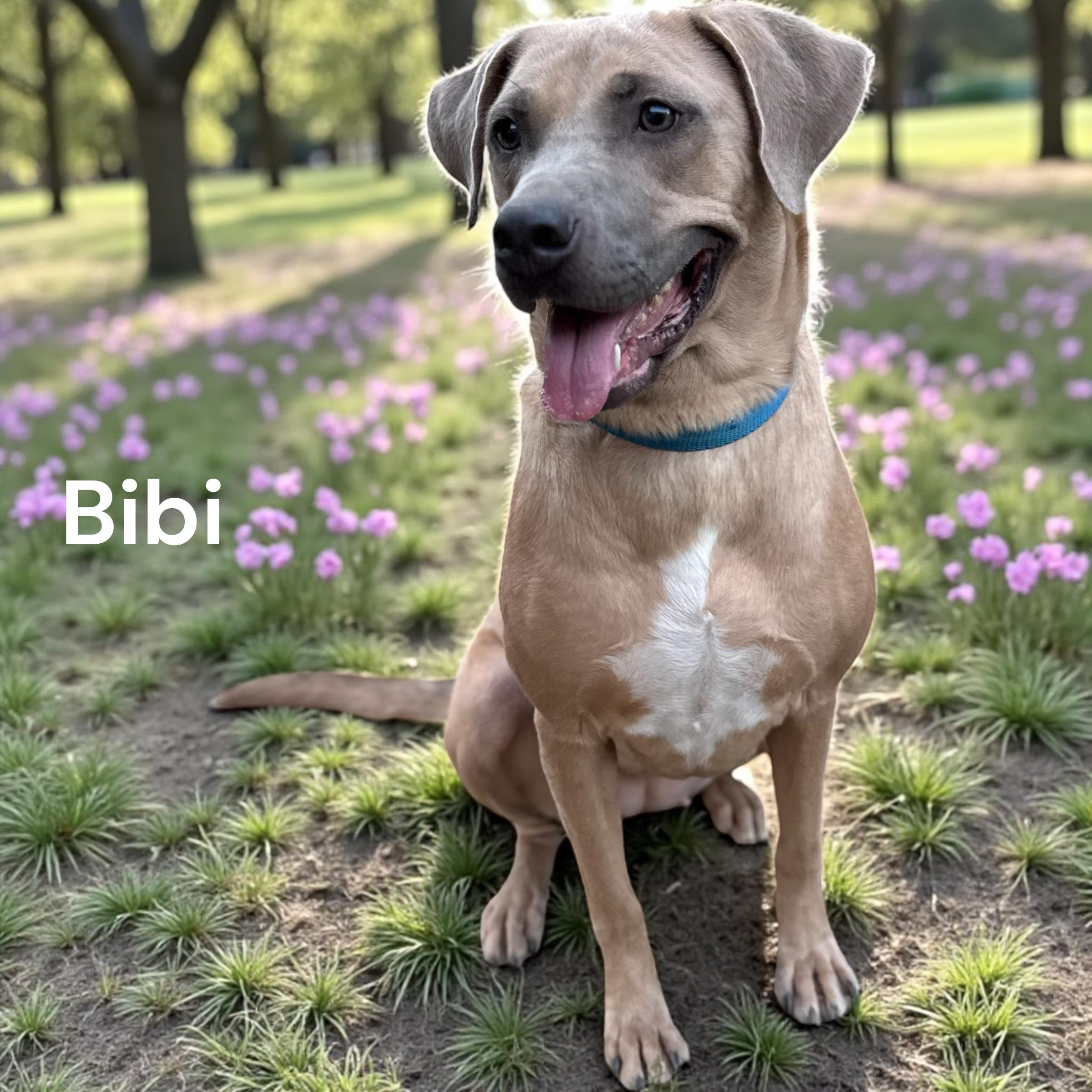 Bibi