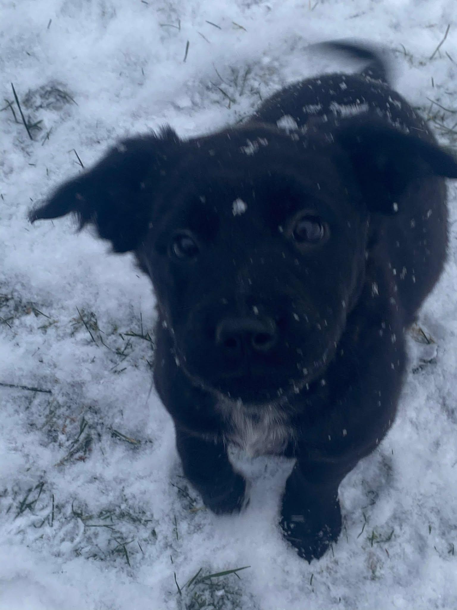 Enlarge Puppy Cherry 0567, a Adoptable mixed breed in Stephens City, VA image 1/3