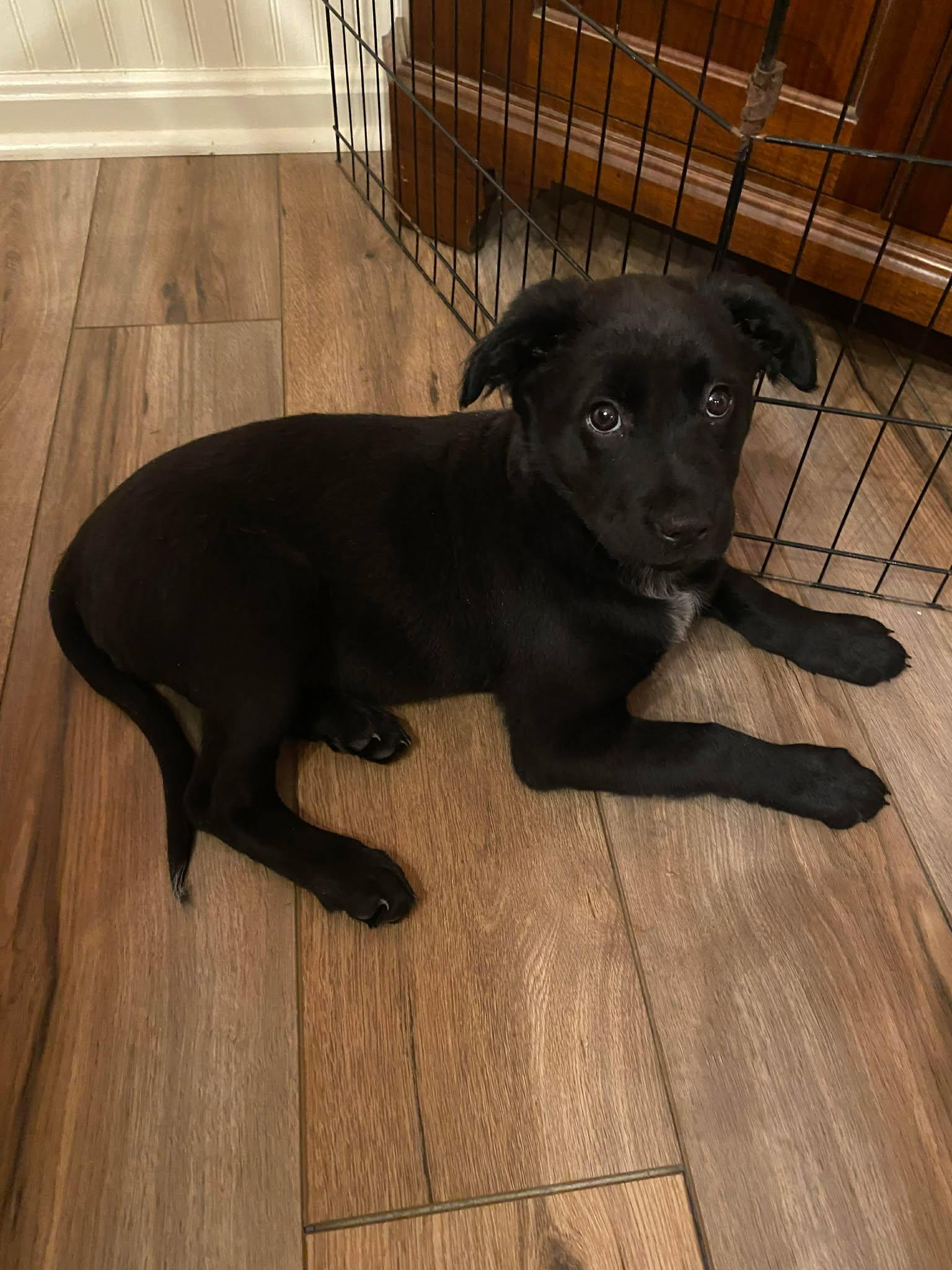 Enlarge Puppy Cherry 0567, a Adoptable mixed breed in Stephens City, VA image 2/3