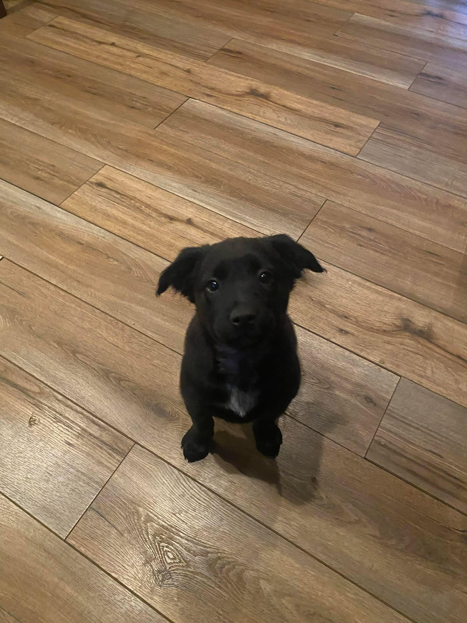 Enlarge Puppy Cherry 0567, a Adoptable mixed breed in Stephens City, VA image 3/3