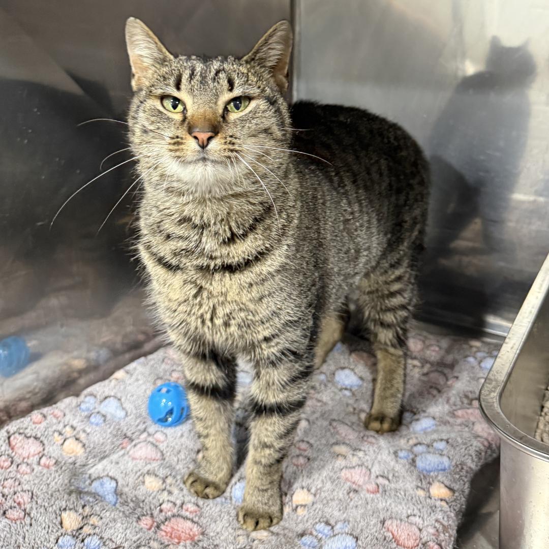 Shandy, adopted, Adult Female Domestic Short Hair.