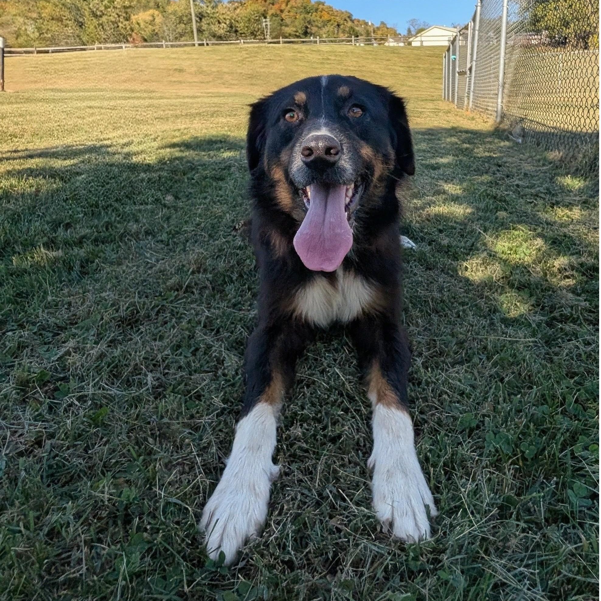 Sadie, Adoptable, Adult Female Australian Shepherd.