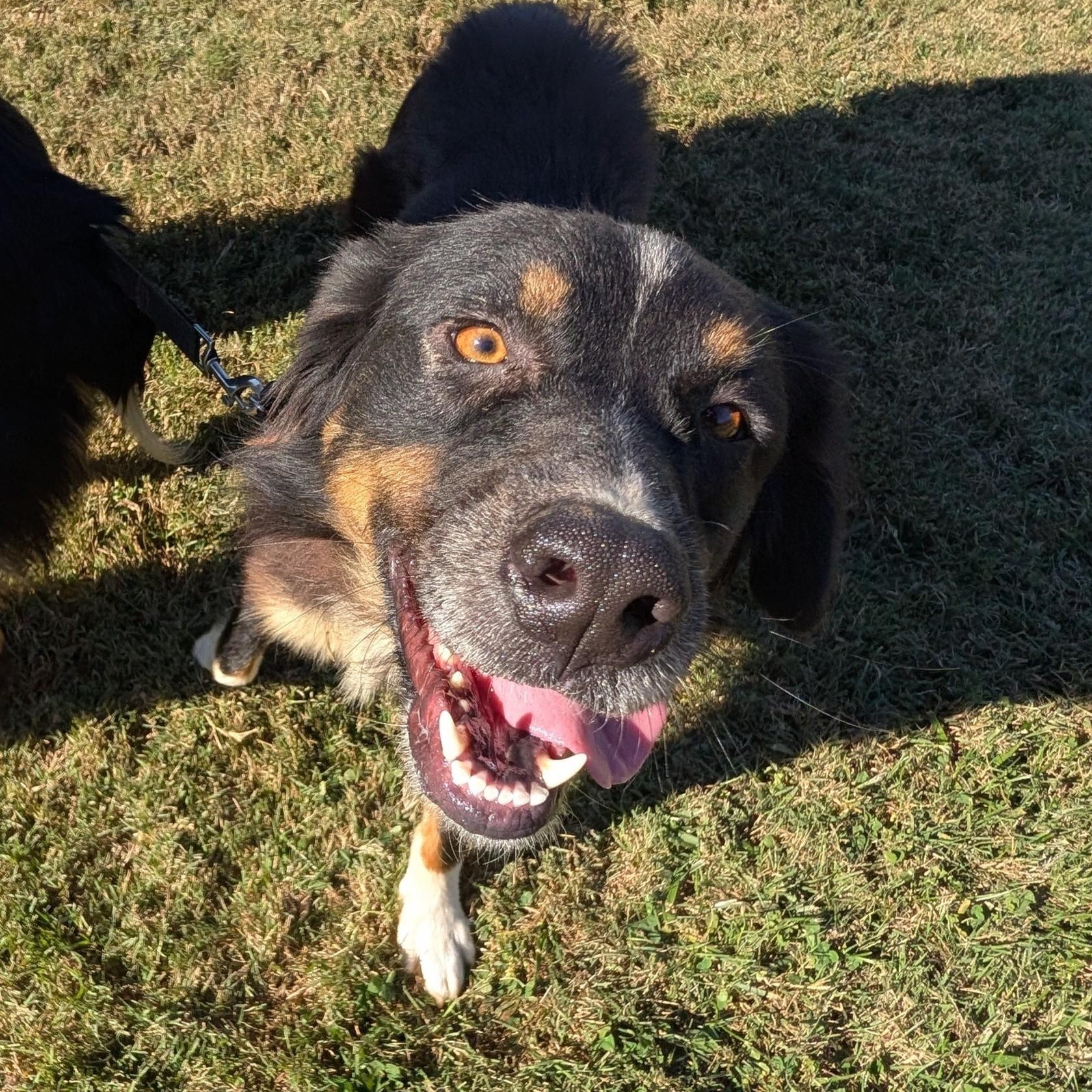 Enlarge Sadie, a Adoptable Australian Shepherd in Alexandria, VA image 4/4