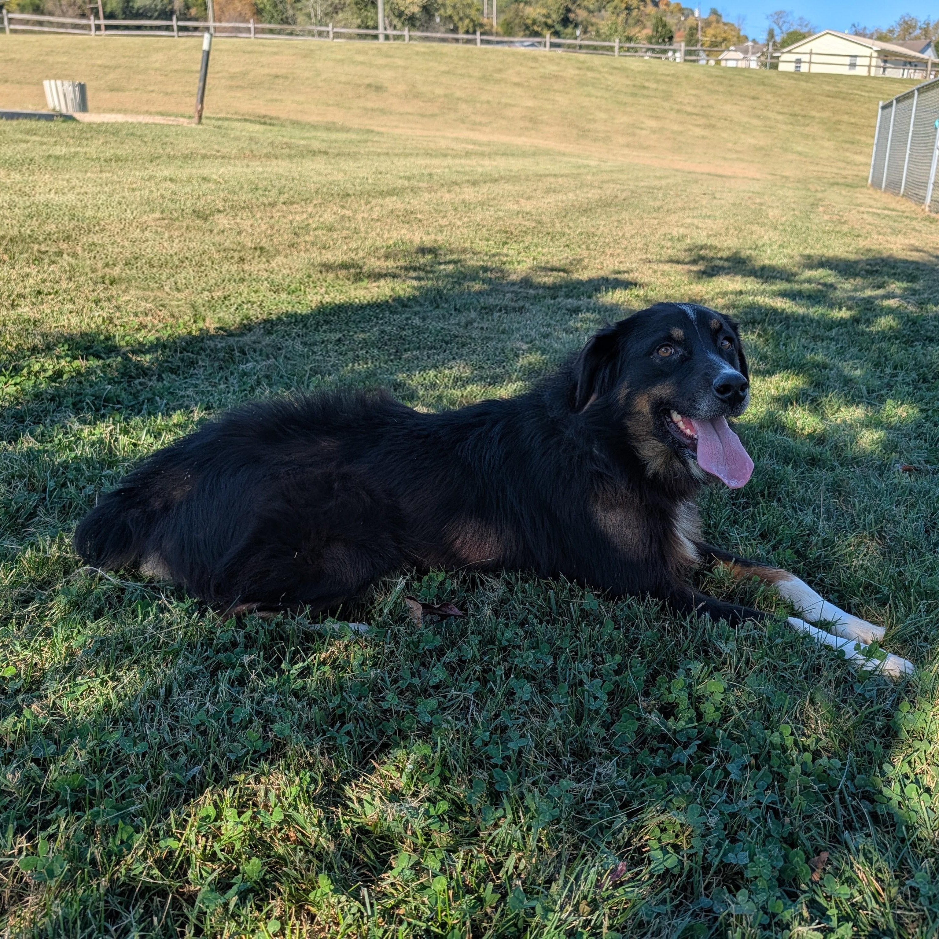 Enlarge Sadie, a Adoptable Australian Shepherd in Alexandria, VA image 2/4