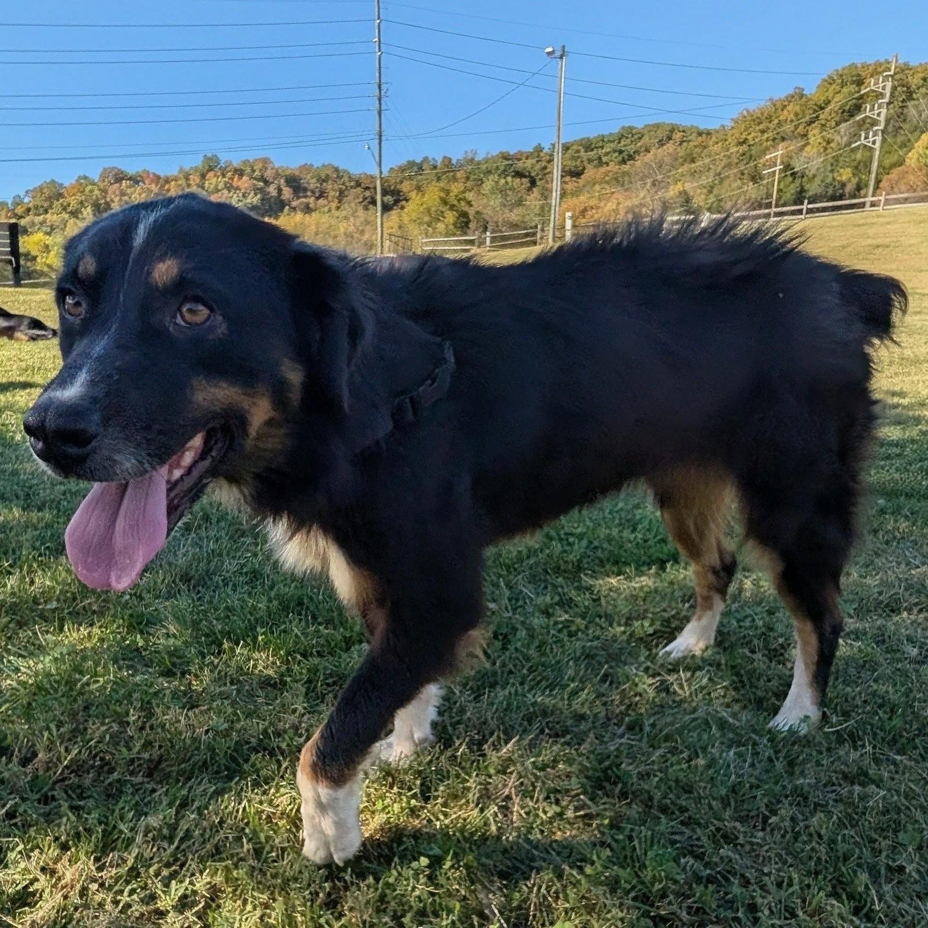 Enlarge Sadie, a Adoptable Australian Shepherd in Alexandria, VA image 3/4