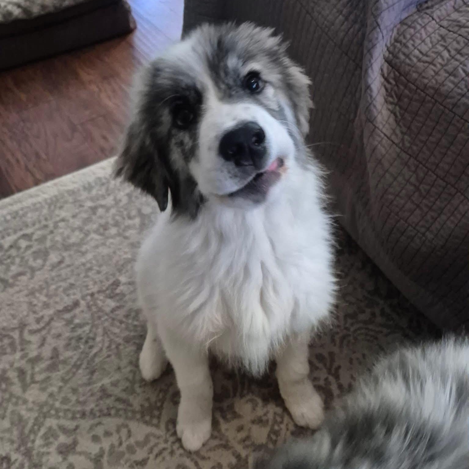 Enlarge Apache, a ADOPTABLE mixed breed in Walker, LA image 1/2