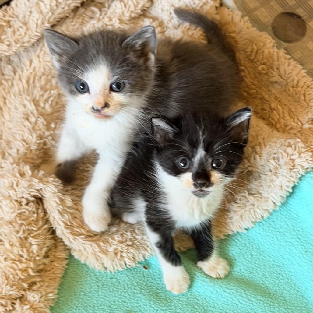 Inky, Adoptable, Kitten Female Domestic Short Hair.