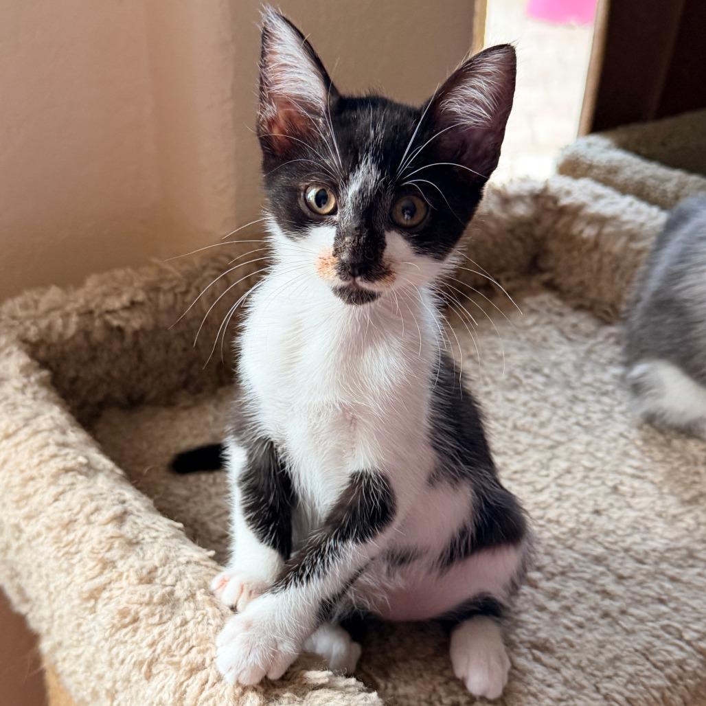 Enlarge Inky, a Adoptable Domestic Short Hair in Jupiter, FL image 2/6
