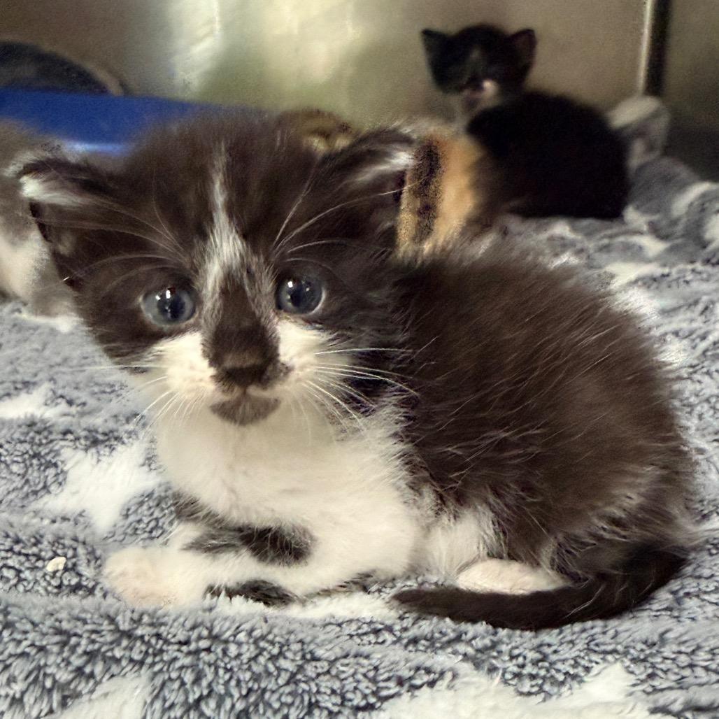 Enlarge Inky, a Adoptable Domestic Short Hair in Jupiter, FL image 3/6