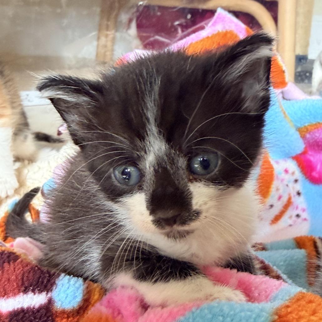 Enlarge Inky, a Adoptable Domestic Short Hair in Jupiter, FL image 4/6