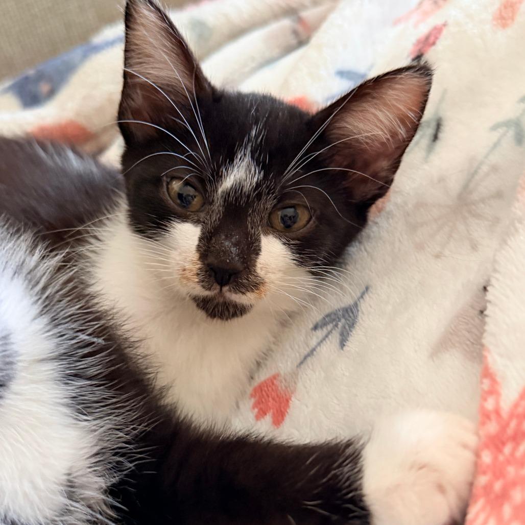 Enlarge Inky, a Adoptable Domestic Short Hair in Jupiter, FL image 6/6