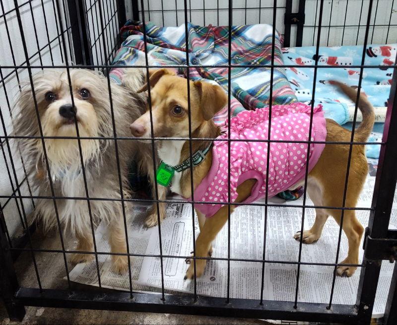Enlarge Miracle Mars and Pop Rocks Poppy, a Adoptable Yorkshire Terrier in Mukwonago, WI image 2/3