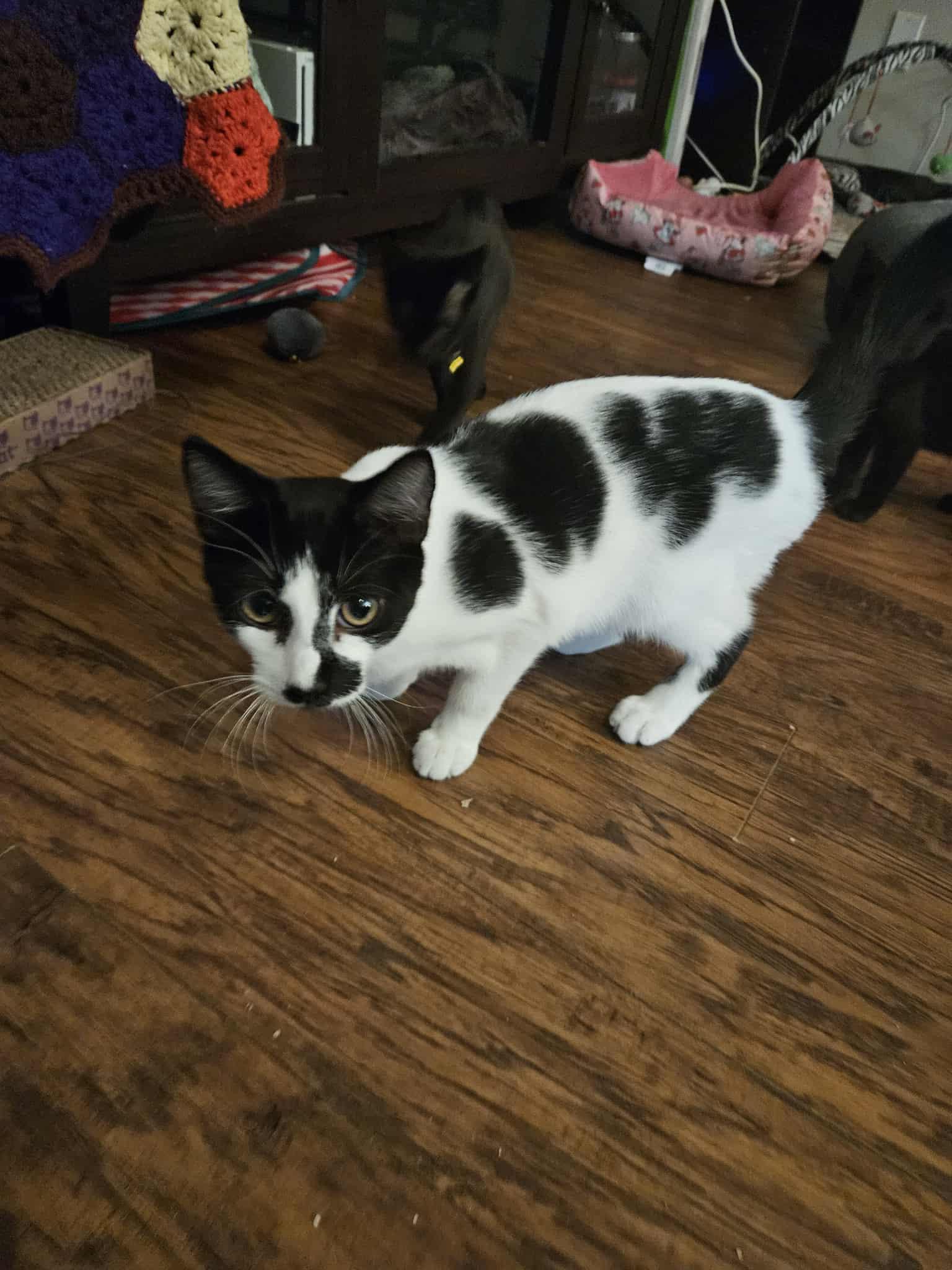 Moo, Adoptable, Kitten Male Domestic Short Hair.