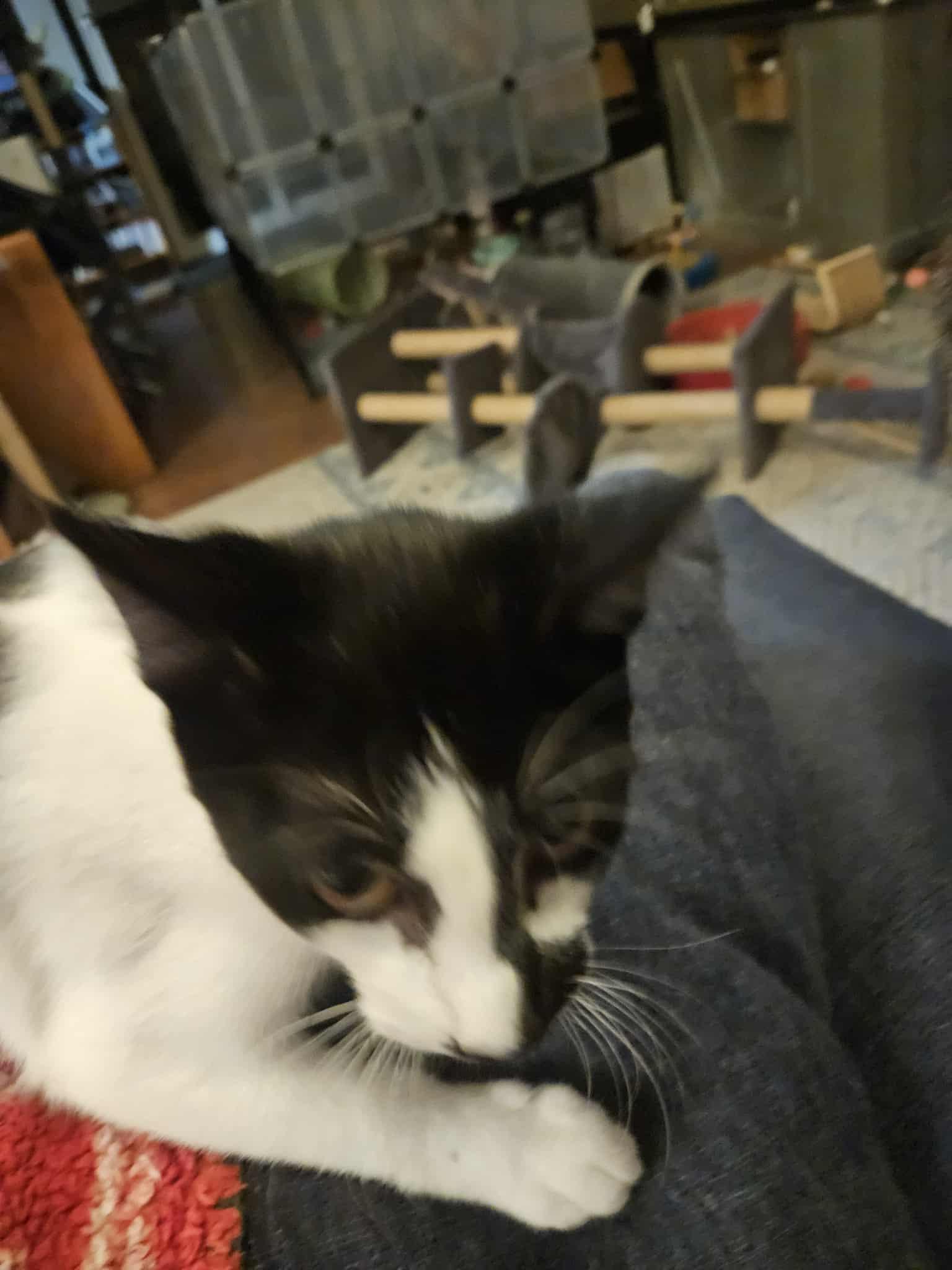 Moo, a Adoptable Domestic Short Hair in Lawrenceville, GA image 2/2