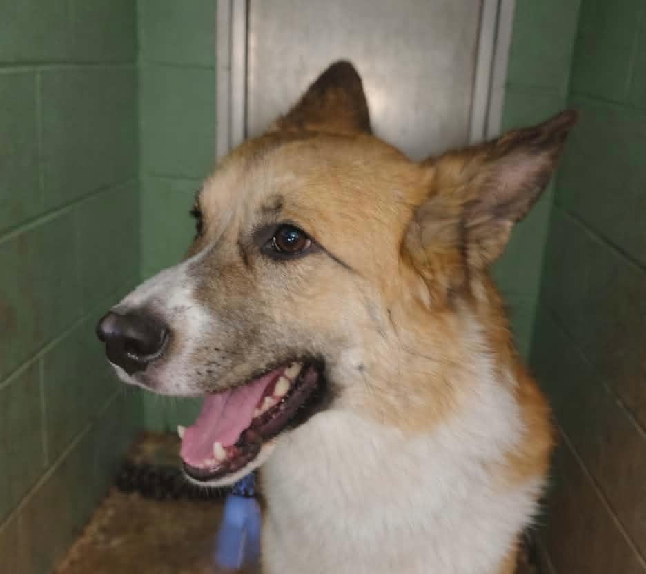 Rocky 1, Adoptable, Young Male Shepherd & Great Pyrenees.