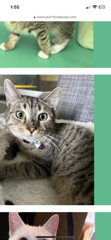 Hex, Adoptable, Adult Male Domestic Short Hair.