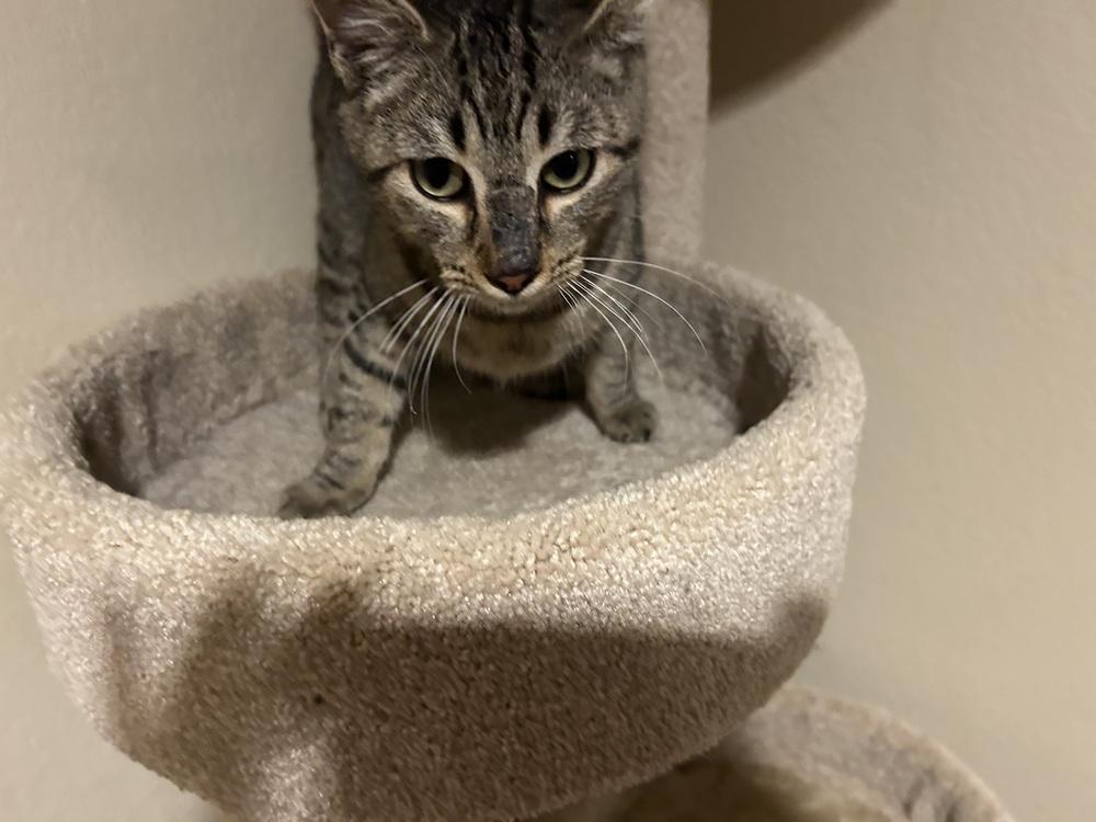 Hex, a Adoptable mixed breed in Lafayette, CO image 5/5