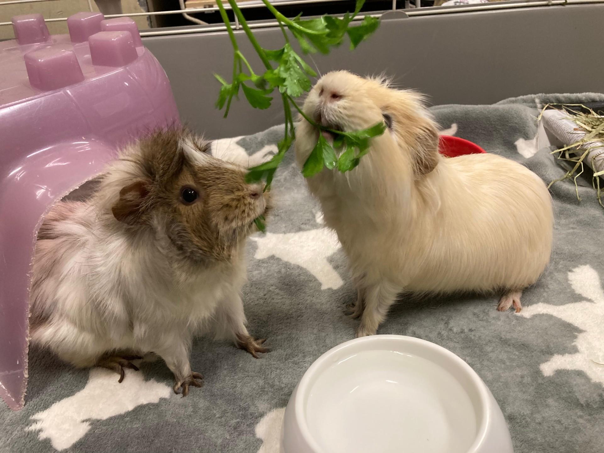 Ilya, a Adoptable Abyssinian in Vancouver, BC image 3/5