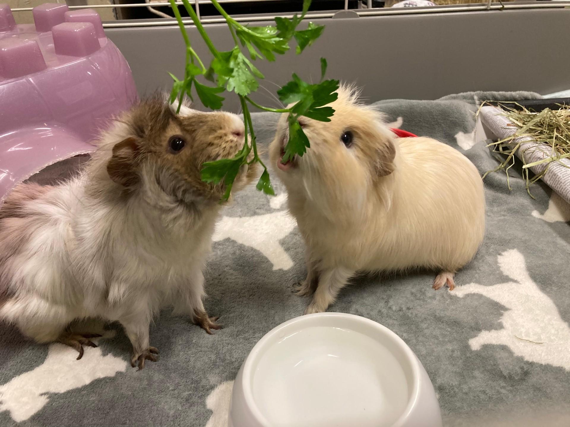 Ilya, a Adoptable Abyssinian in Vancouver, BC image 2/5