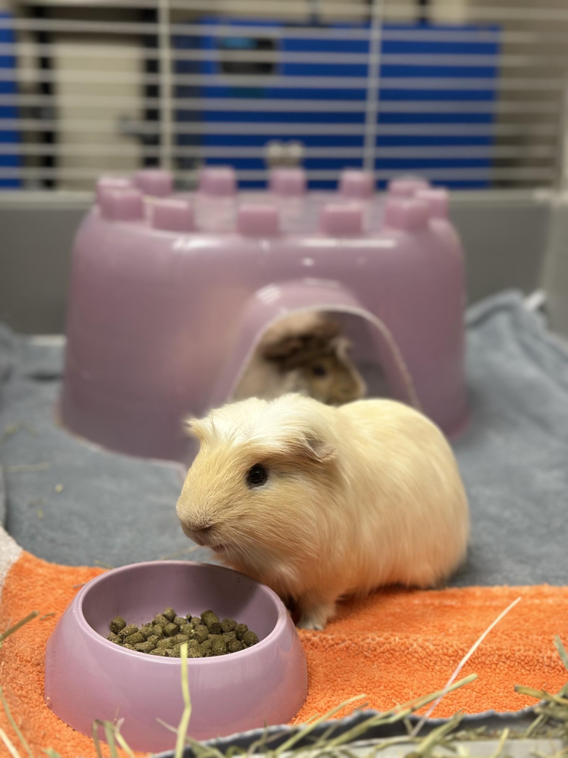 Ilya, a Adoptable Abyssinian in Vancouver, BC image 1/5