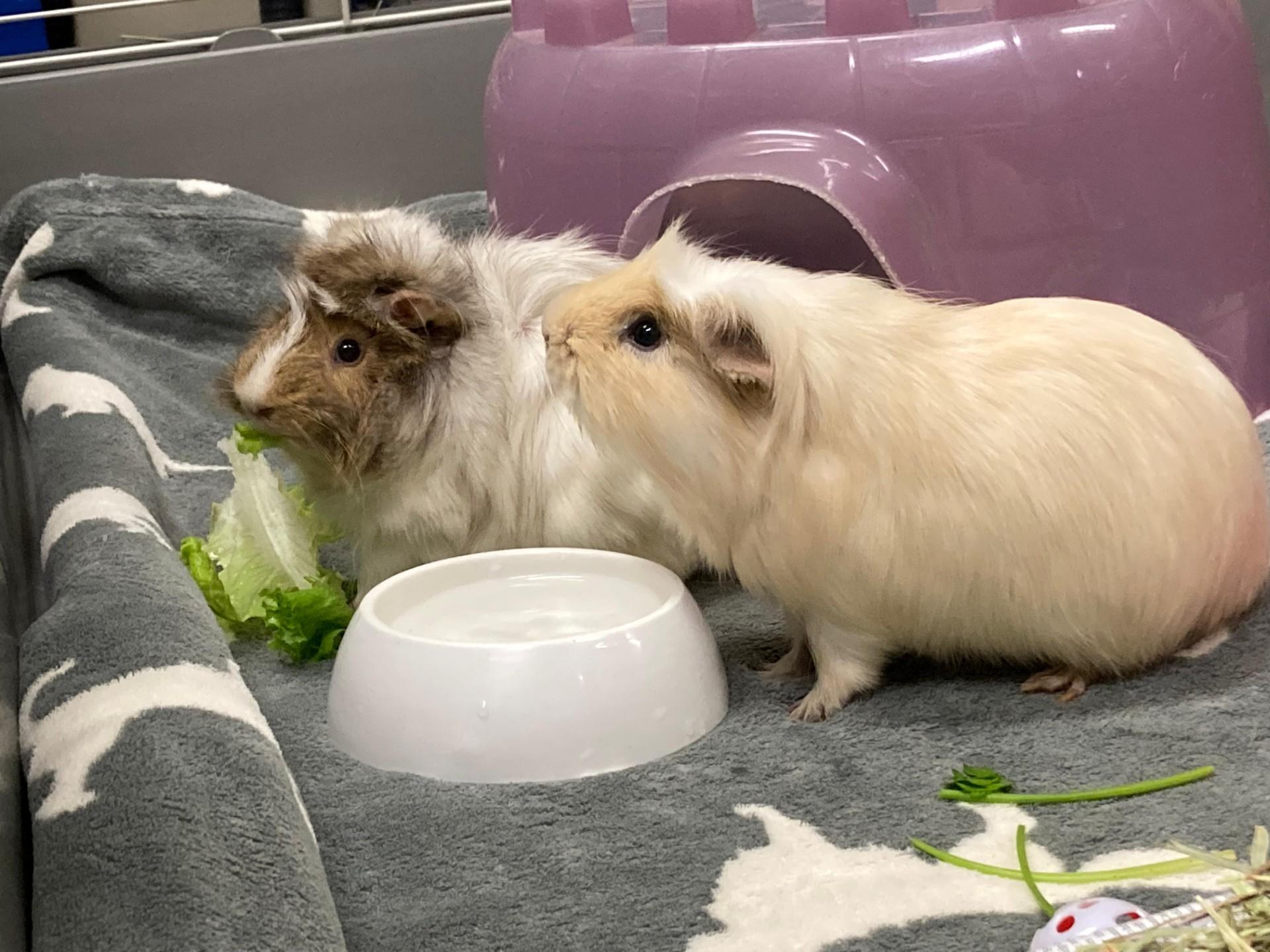 Ilya, a Adoptable Abyssinian in Vancouver, BC image 5/5