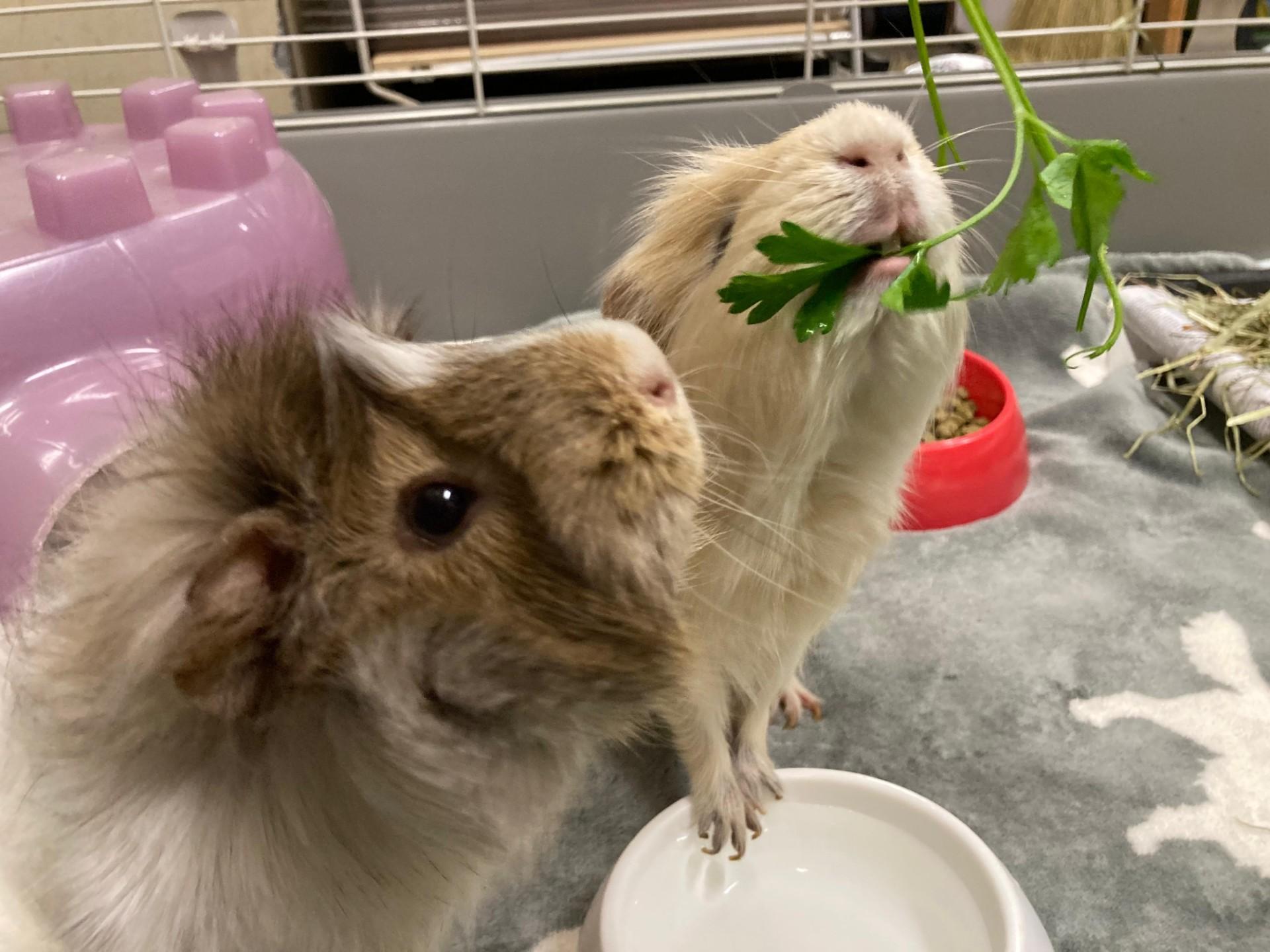 Ilya, a Adoptable Abyssinian in Vancouver, BC image 4/5