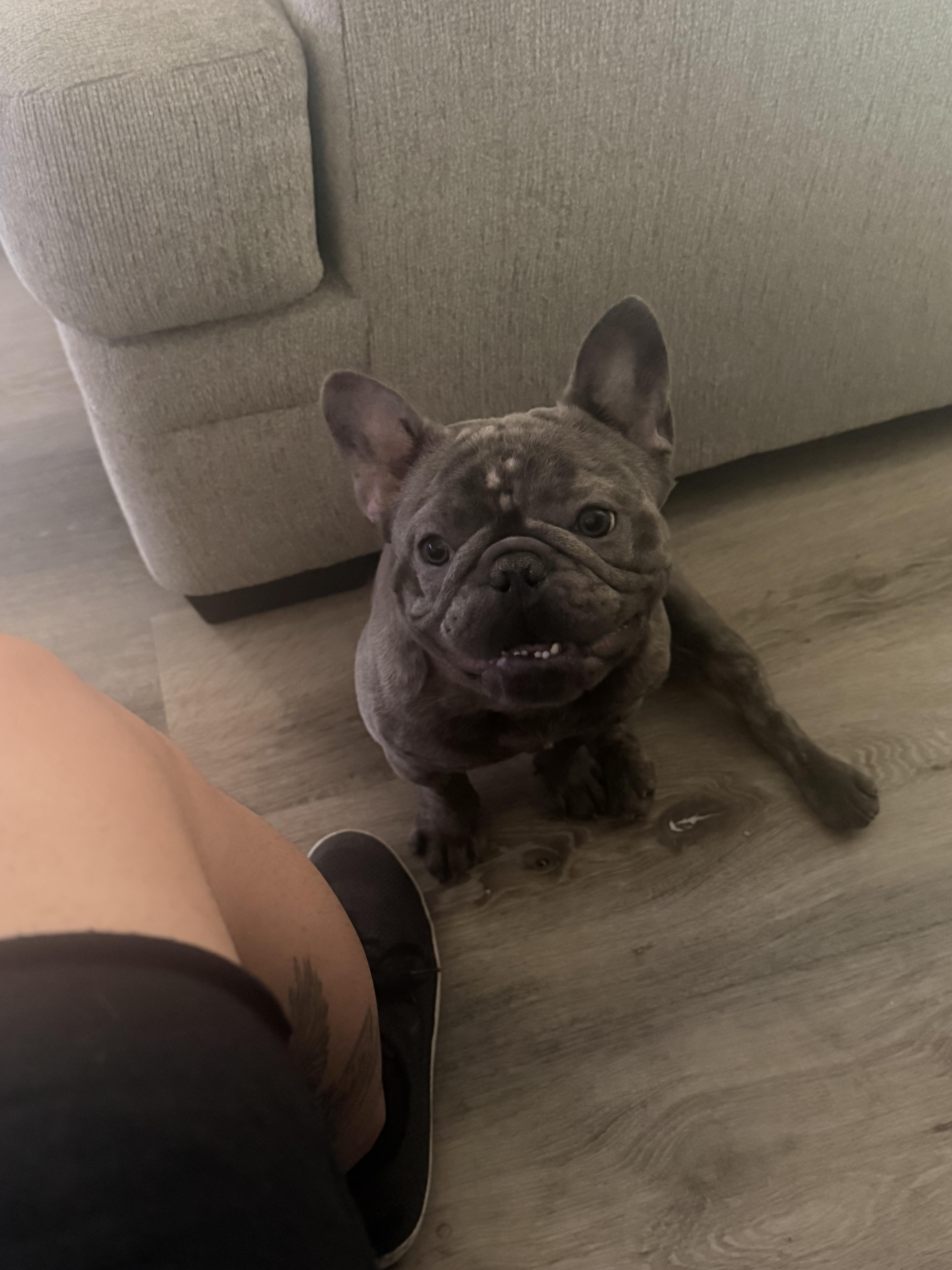 Guppy, Adoptable, Adult Male French Bulldog.