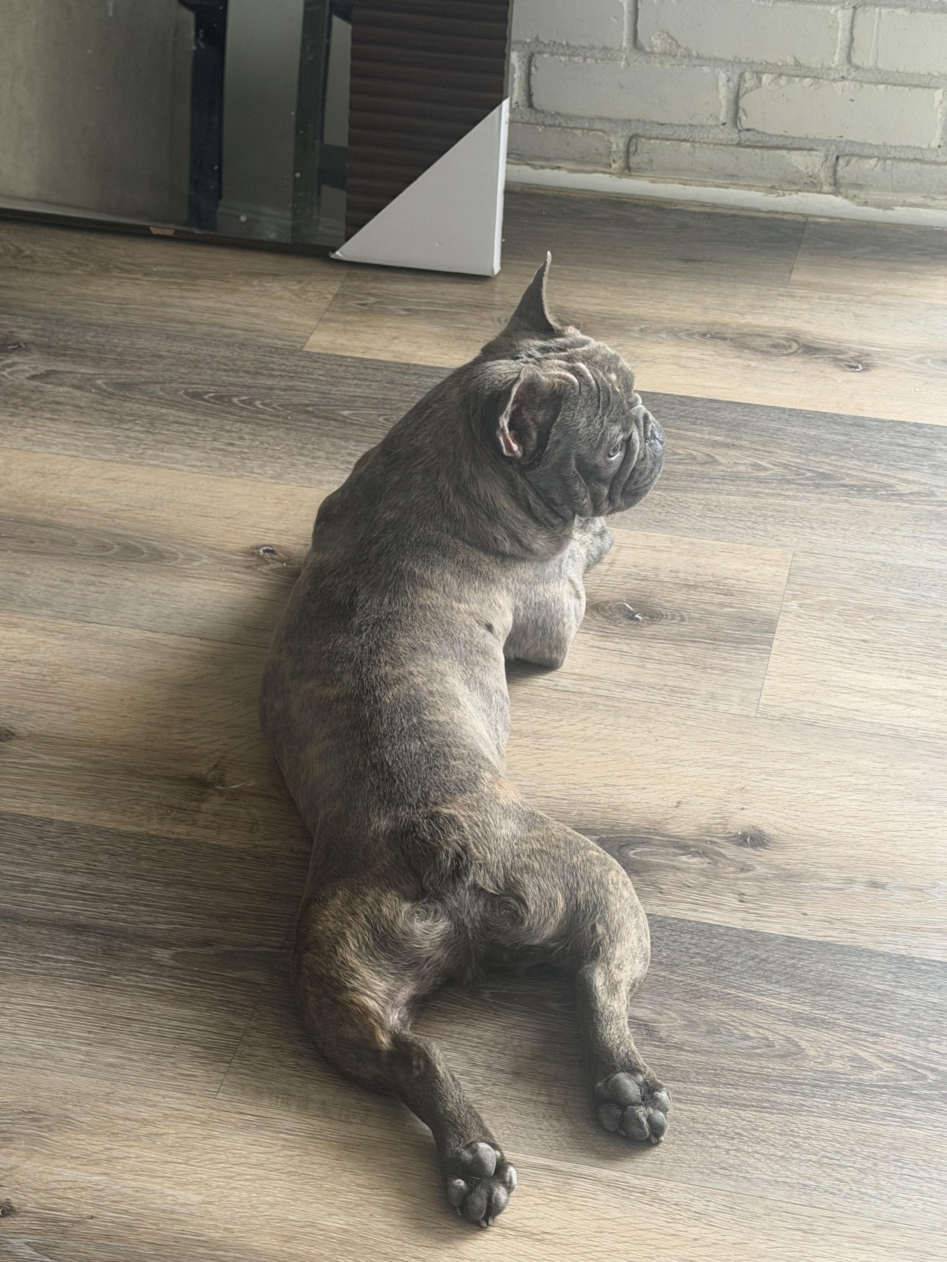 Enlarge Guppy, a Adoptable French Bulldog in Mesa, AZ image 2/6