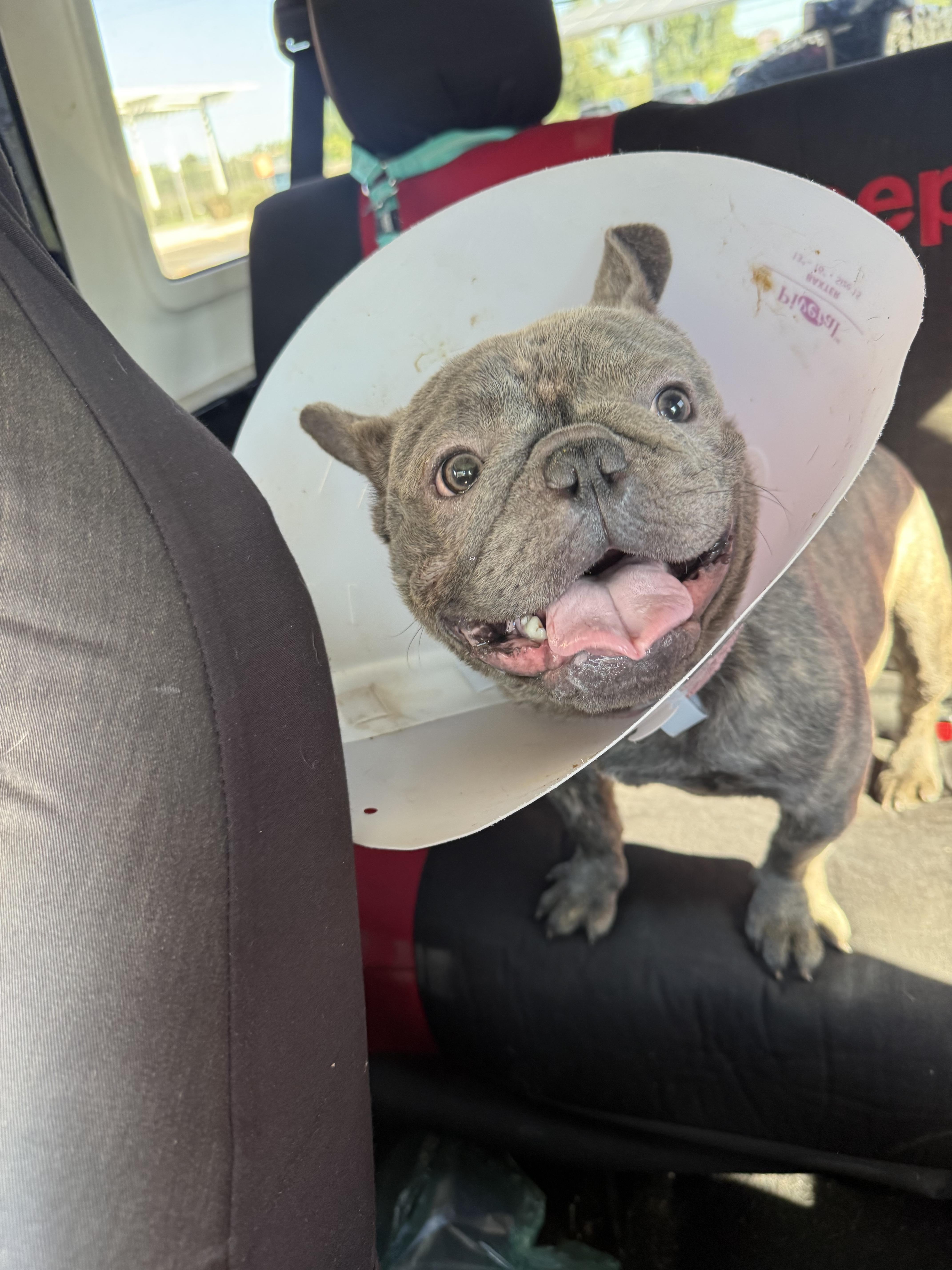 Enlarge Guppy, a Adoptable French Bulldog in Mesa, AZ image 3/6