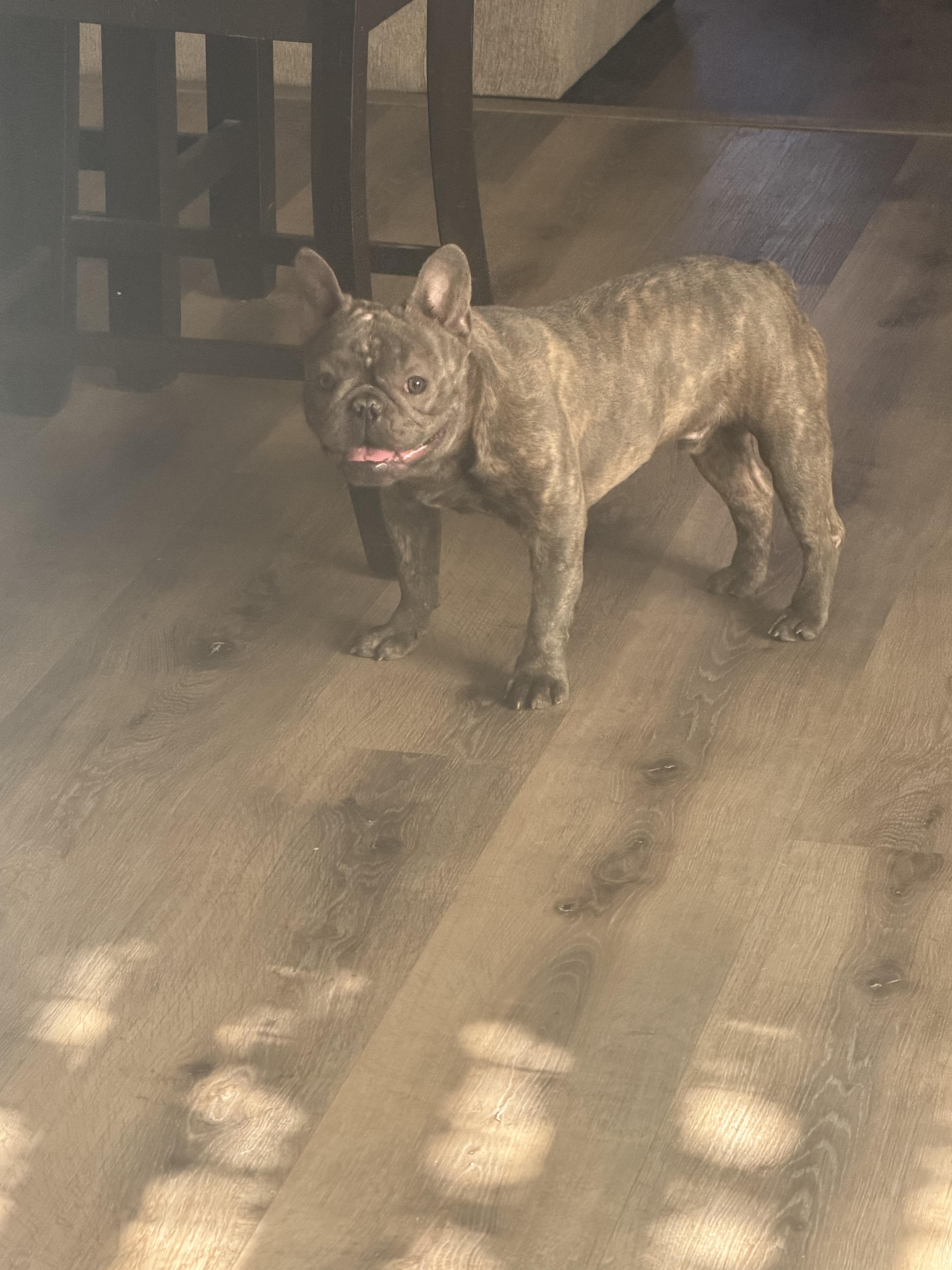 Enlarge Guppy, a Adoptable French Bulldog in Mesa, AZ image 4/6