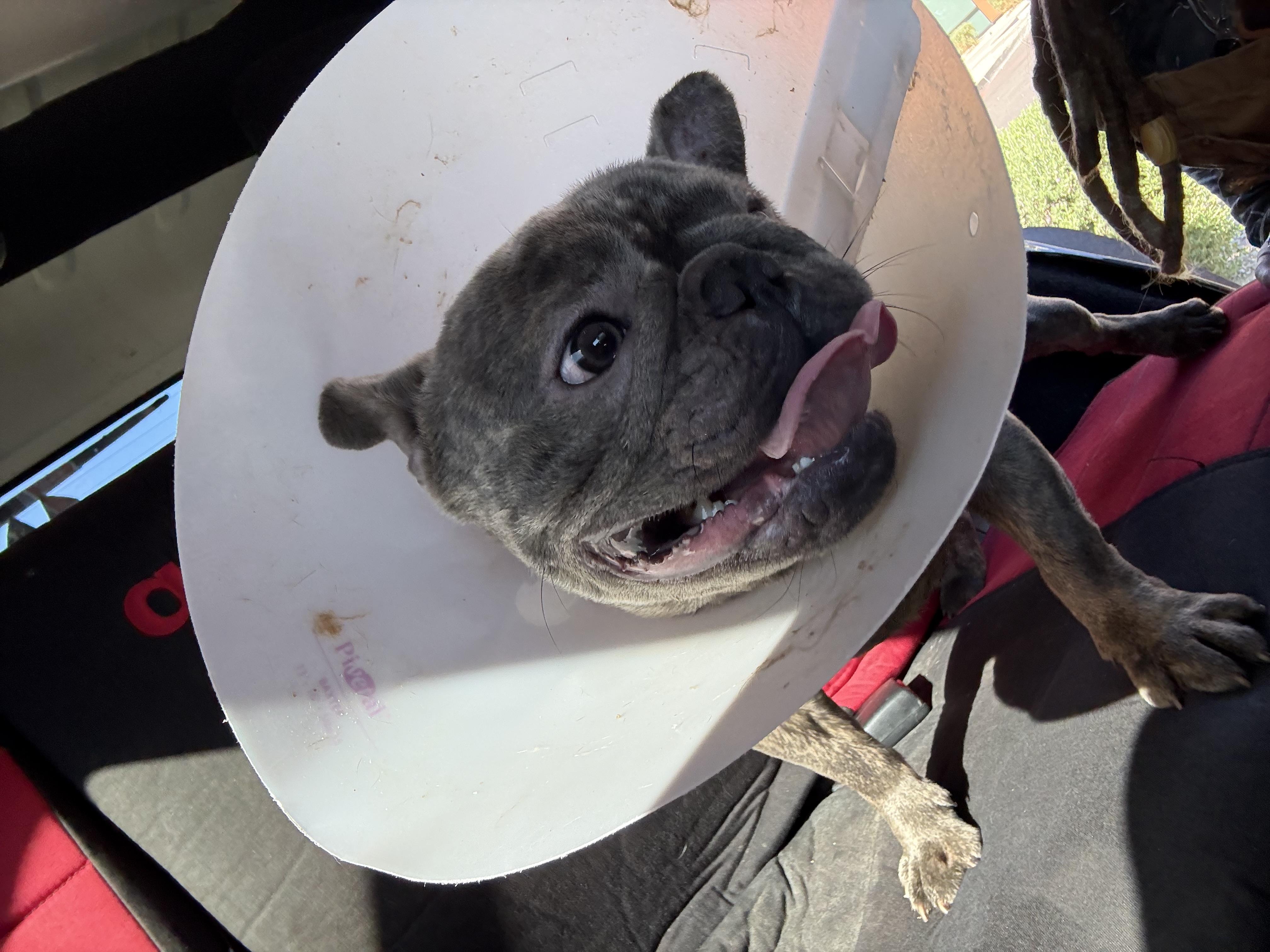 Enlarge Guppy, a Adoptable French Bulldog in Mesa, AZ image 5/6