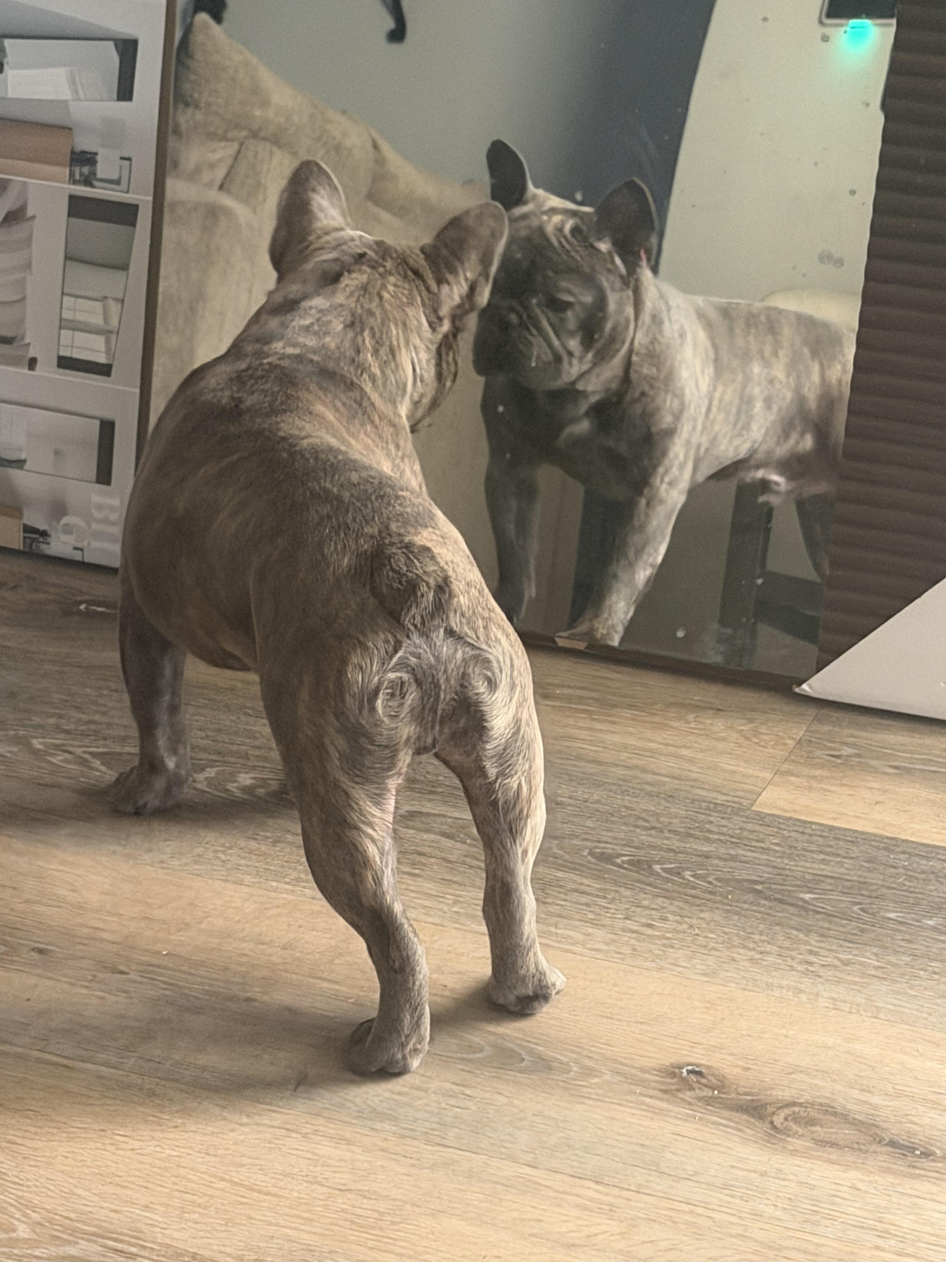 Enlarge Guppy, a Adoptable French Bulldog in Mesa, AZ image 6/6