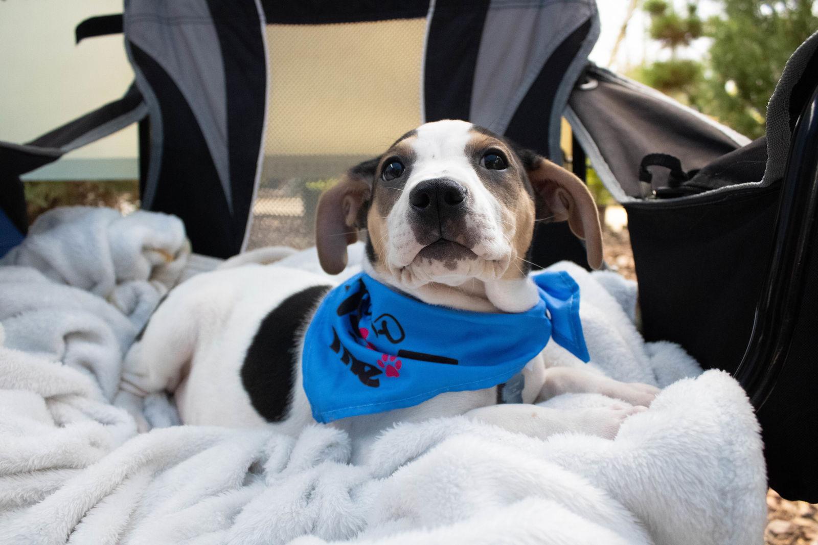 Enlarge Muffin, a Adopted mixed breed in Auburn, GA image 2/3