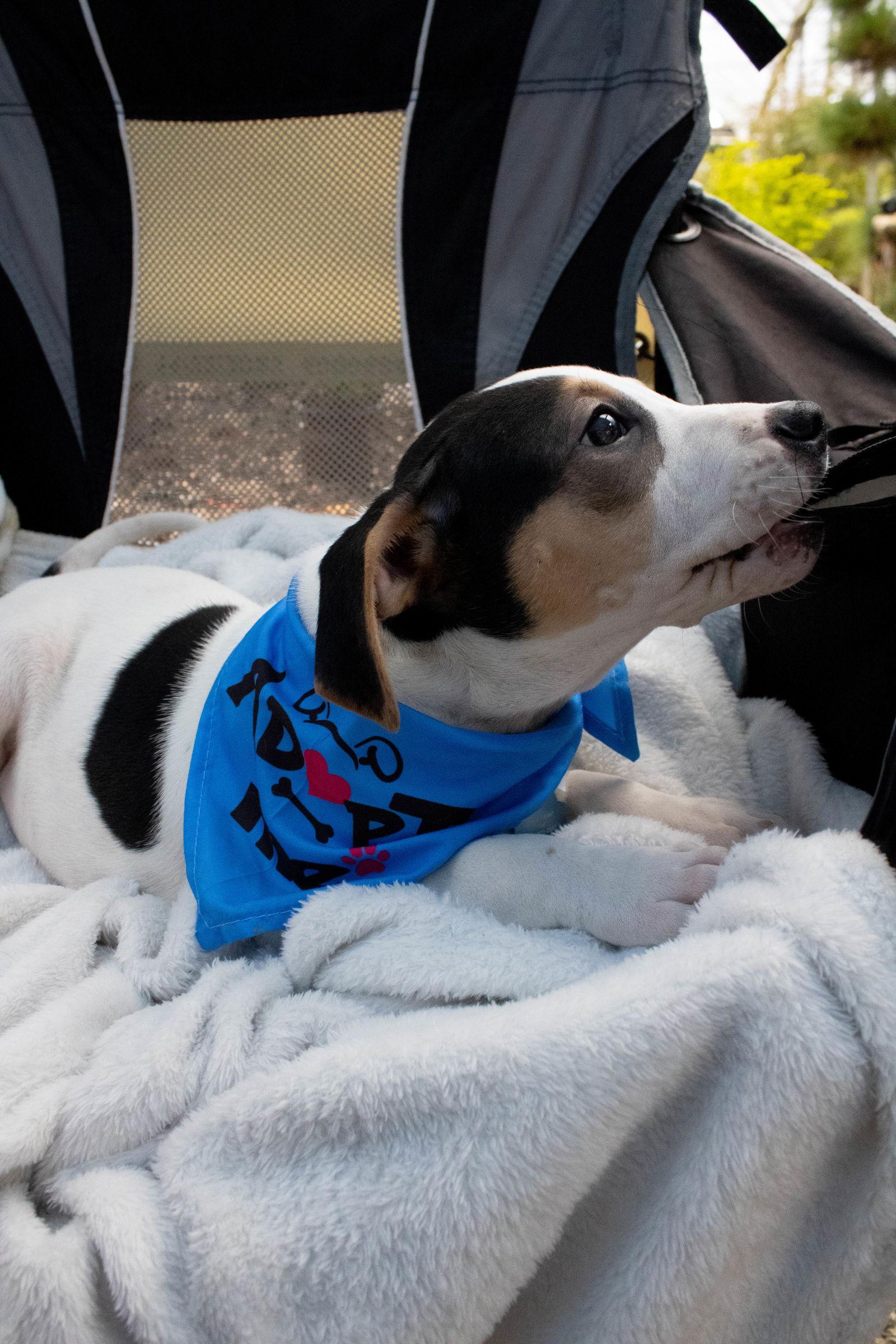 Enlarge Muffin, a Adopted mixed breed in Auburn, GA image 3/3