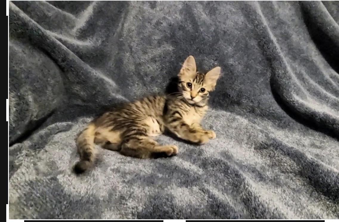 Fig, adopted, Kitten Female Maine Coon & Domestic Medium Hair.