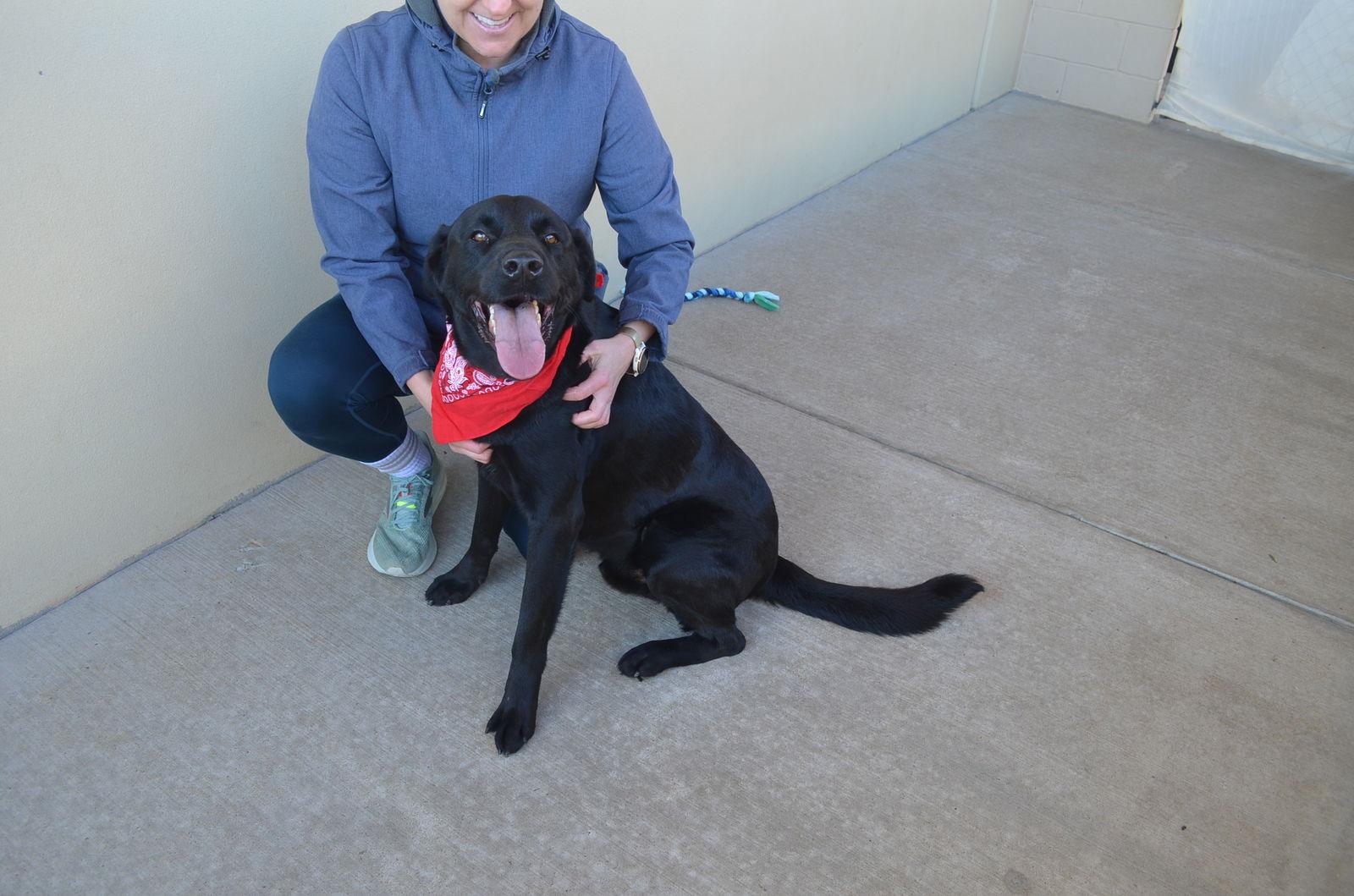 Enlarge Osito, a Adopted Labrador Retriever in McKinney, TX image 1/3