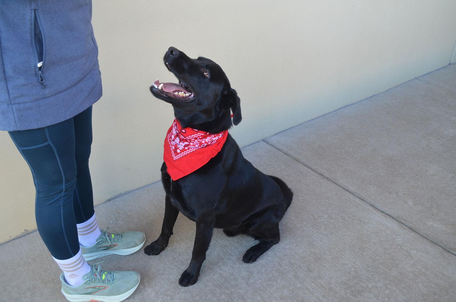 Enlarge Osito, a Adopted Labrador Retriever in McKinney, TX image 2/3