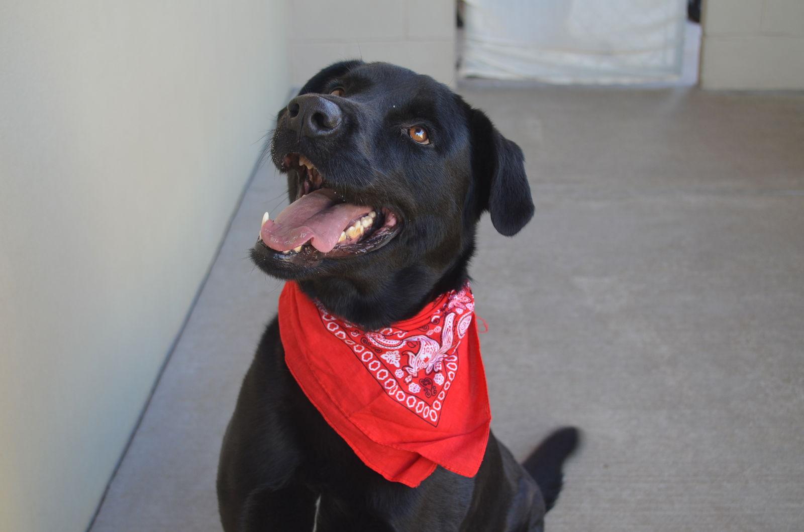 Enlarge Osito, a Adopted Labrador Retriever in McKinney, TX image 3/3