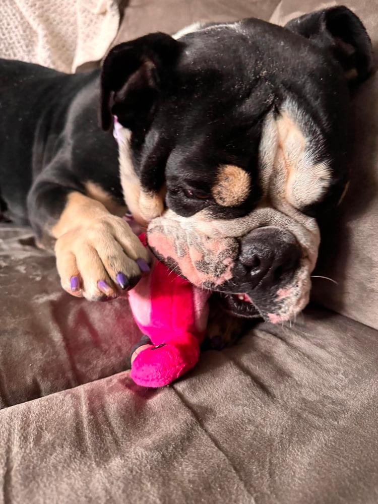 Moggs, Adoptable, Adult Female English Bulldog.