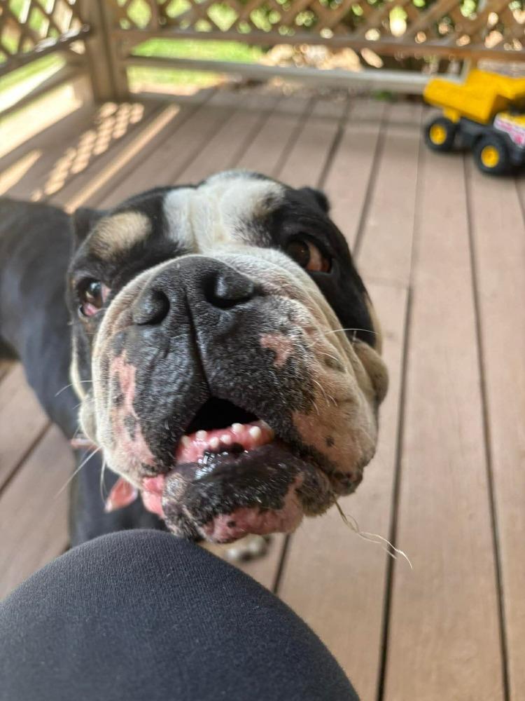 Moggs, Adoptable, Adult Female English Bulldog.