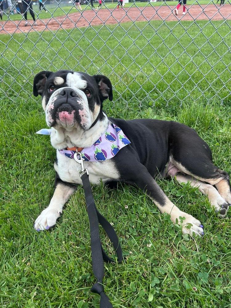 Enlarge Moggs, a Adoptable English Bulldog in Middletown, CT image 3/6