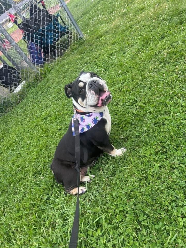 Enlarge Moggs, a Adoptable English Bulldog in Middletown, CT image 5/6