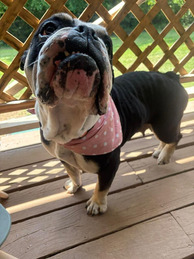 Moggs, a Adoptable English Bulldog in Middletown, CT image 3/4
