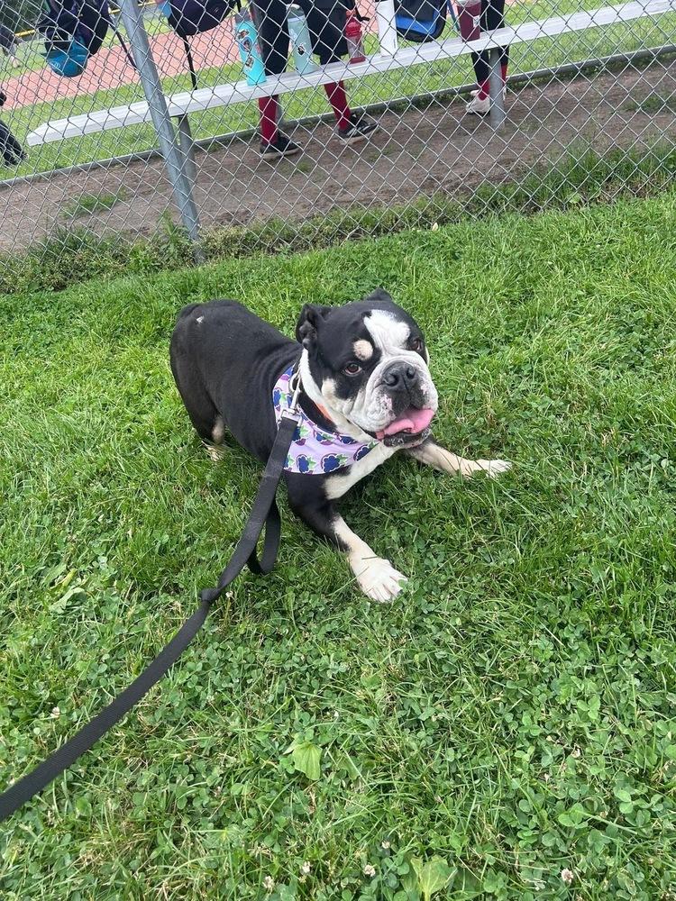 Enlarge Moggs, a Adoptable English Bulldog in Middletown, CT image 6/6
