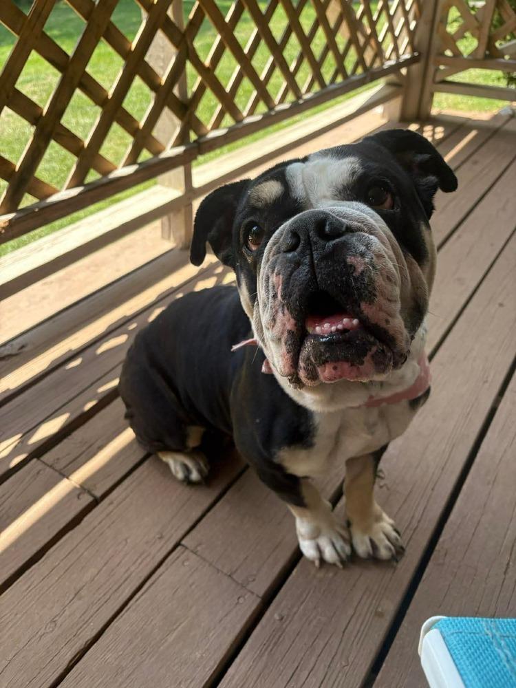 Moggs, a Adoptable English Bulldog in Middletown, CT image 4/4