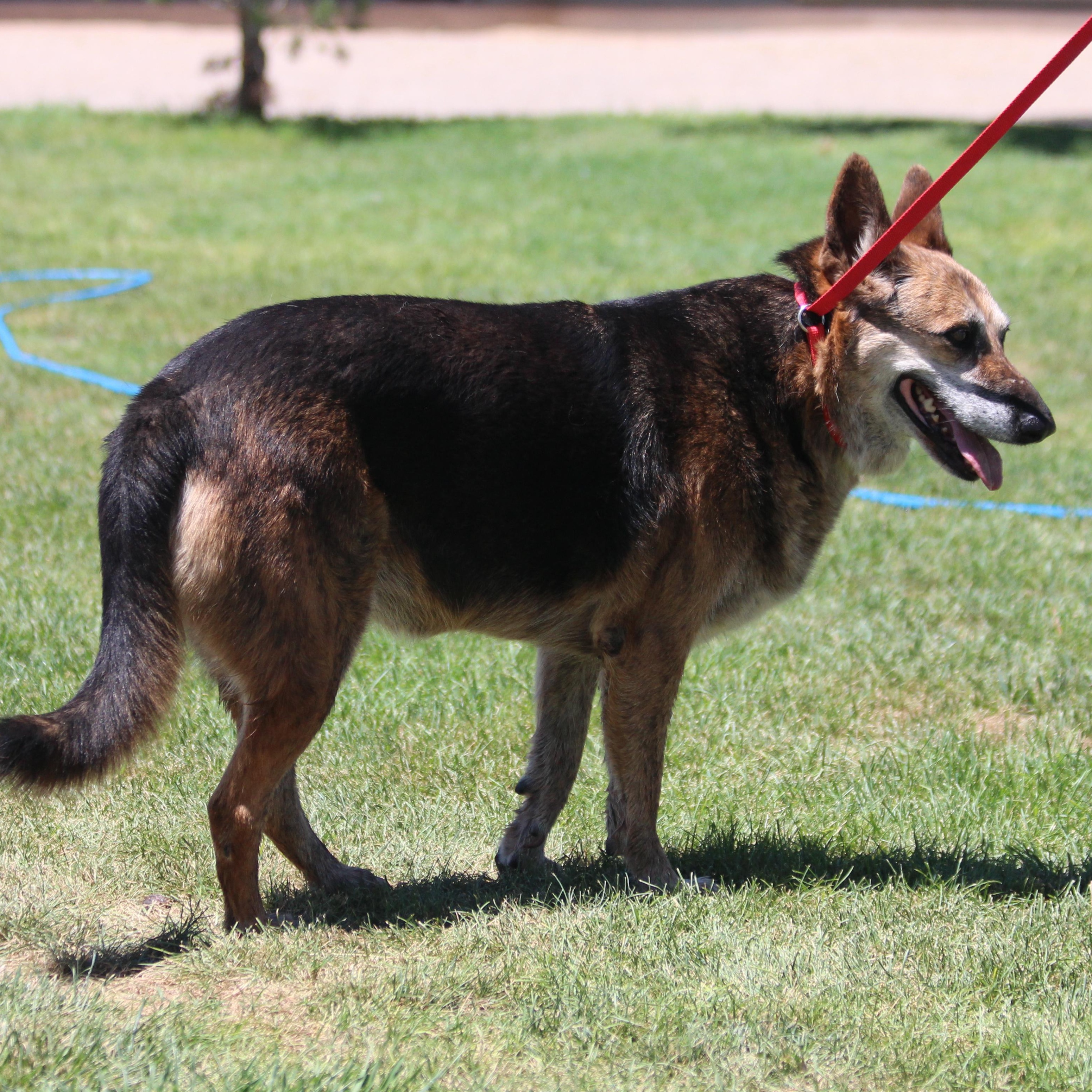 MILLIE, an adoptable German Shepherd Dog in Pearce, AZ, 85625 | Photo Image 4
