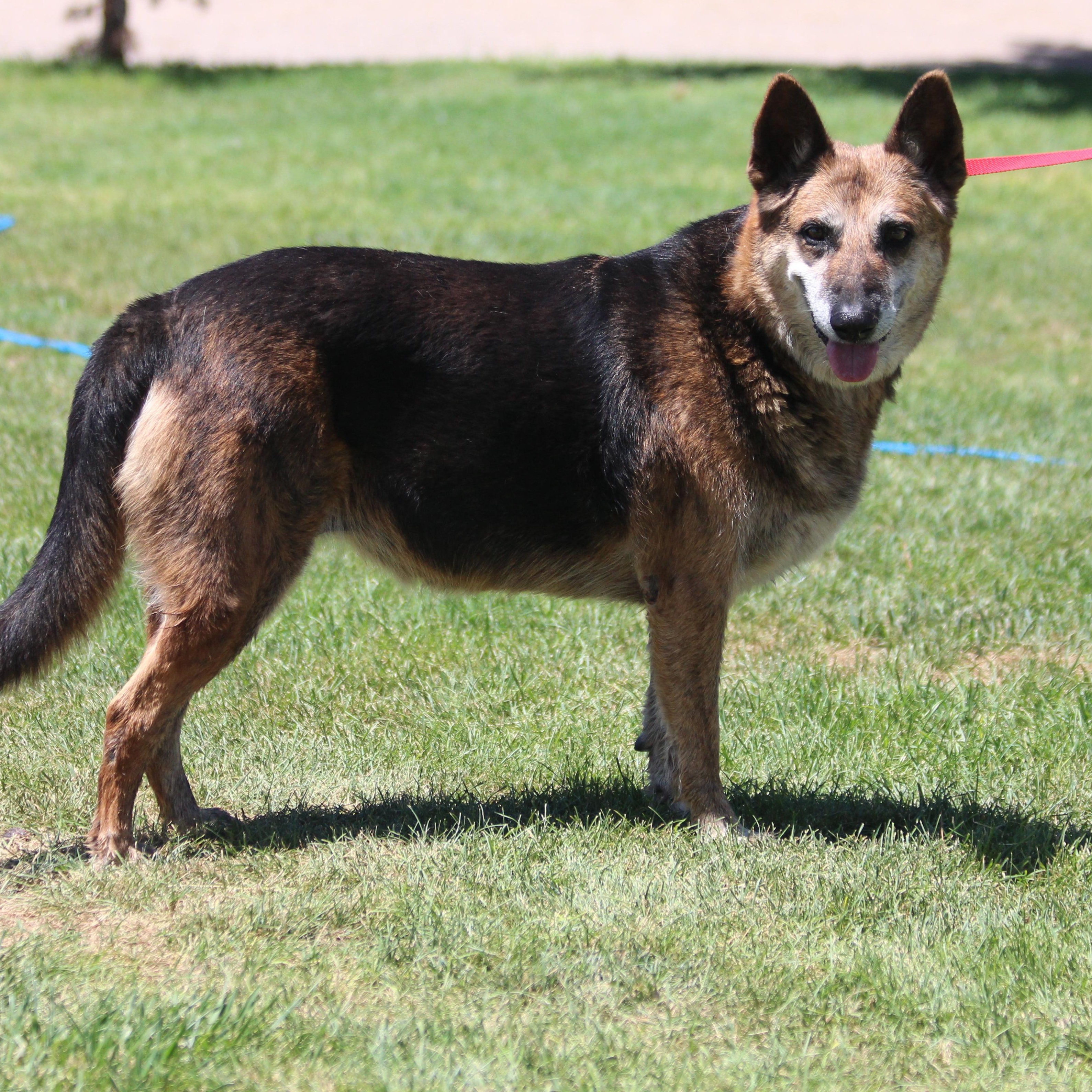 MILLIE, Adoptable, Adult Female German Shepherd Dog.
